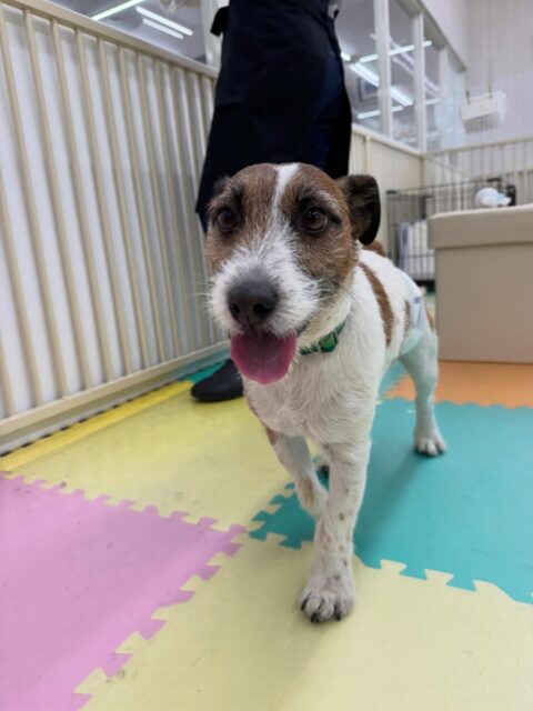 ちゃ六ちゃん🐶
本日はニコペットのちびっ子達やベン達とお話をしたり、匂いを嗅ぎ合ったりしてコミュニケーションをとっていたりしました👍
🐾🐶愛犬のお悩みご相談ください🐶🐾
@kenkohmura_official
↑フォロー待ってます↑
〒955-0091 新潟県三条市上須頃大割428−1
☎︎ 0256-35-2571
✉️ info@kenkohmura.jp
HP: https://kenkohmura.jp
LINE: https://lin.ee/7LIz5sb
#犬幸村#犬の幼稚園 #吠える、噛む #犬のしつけ #トイレ
ジャックラッセルジャックラッセル可愛いジャックラッセル大好きジャックラッセル倶楽部