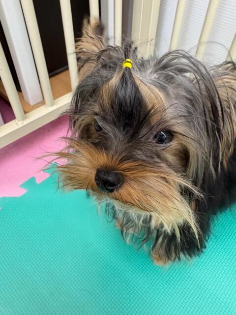 クッキーちゃん🐶
本日はきりまるちゃんやププちゃん達とワンプロを仕掛けあったり、走り回ったりして楽しそうに過ごしていました🤭
みんなとの距離もかなり縮まり表情もだいぶ穏やかになりました👍
🐾🐶愛犬のお悩みご相談ください🐶🐾
@kenkohmura_official
↑フォロー待ってます↑
〒955-0091 新潟県三条市上須頃大割428−1
☎︎ 0256-35-2571
✉️ info@kenkohmura.jp
HP: https://kenkohmura.jp
LINE: https://lin.ee/7LIz5sb
#犬幸村#犬の幼稚園 #吠える、噛む #犬のしつけ #トイレ
ヨーキーヨーキー可愛いヨーキー大好きヨーキー倶楽部ヨーキー可愛いすぎる