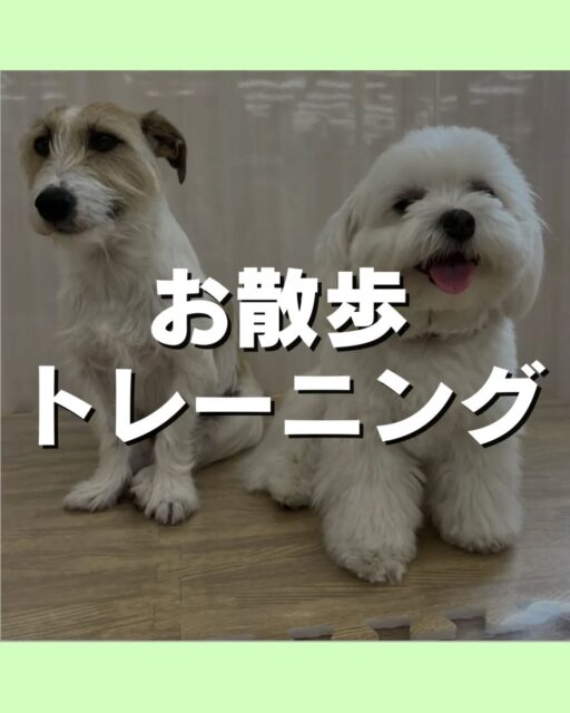 お散歩トレーニング講習会🐶
先日もたくさんの方にお散歩トレーニング講習会にご参加いただきました😆
次回は6/20(土)7時〜8時半に開催します😆

こんなお悩みありませんか？
引っ張りが気になる
拾い食いが気になる⁡
⁡他の子に吠えてしまう⋯
お気軽にお問い合わせください💁

🐾🐶愛犬のお悩みご相談ください🐶🐾
@kenkohmura_official
 ↑フォロー待ってます↑

〒955-0091 新潟県三条市上須頃大割４２８−１
☎︎ 0256-35-2571
✉️ info@kenkohmura.jp
HP: https://kenkohmura.jp
LINE: https://lin.ee/7LIz5sb
#犬幸村#犬の幼稚園 #吠える、噛む #犬のしつけ #トイレ　お散歩トレーニング