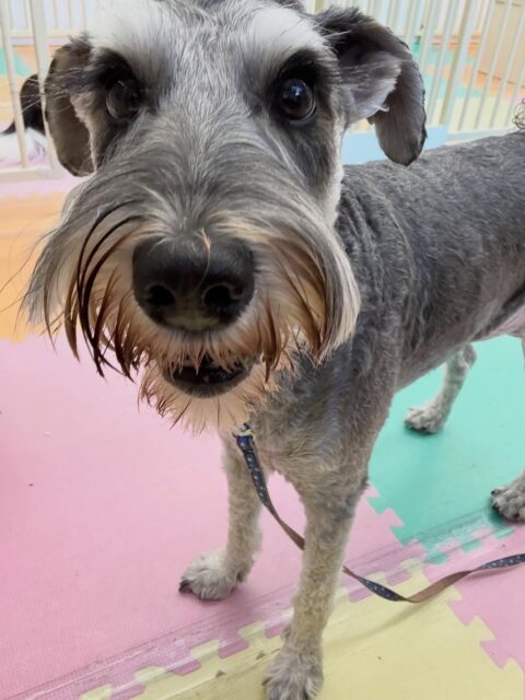 ペリーちゃん🐶
本日は仲良しのちょこたんちゃんやププちゃん達と走り回ったり、ワンプロをしたりして楽しんでいました🤭

他にも夕方にはスタッフの膝の上を取り合ってピピちゃんと激しいお話し合いをしたりして過ごしていました🤣

🐾🐶愛犬のお悩みご相談ください🐶🐾
@kenkohmura_official
 ↑フォロー待ってます↑

〒955-0091 新潟県三条市上須頃大割４２８−１
☎︎ 0256-35-2571
✉️ info@kenkohmura.jp
HP: https://kenkohmura.jp
LINE: https://lin.ee/7LIz5sb

#犬幸村#犬の幼稚園 #吠える、噛む #犬のしつけ #トイレ
シュナウザーシュナウザー可愛いシュナウザー大好きシュナウザー倶楽部