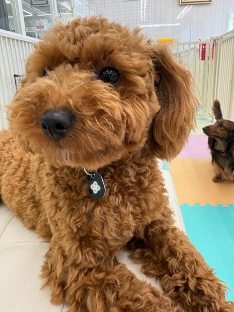モカちゃん🐶
本日も大の仲良しププちゃん&きりまるちゃんの大好きペアと朝から楽しく走り回ったり、ワンプロを楽しんだりと非常に楽しそうに過ごしていました👍
🐾🐶愛犬のお悩みご相談ください🐶🐾
@kenkohmura_official
↑フォロー待ってます↑
〒955-0091 新潟県三条市上須頃大割428−1
☎︎ 0256-35-2571
✉️ info@kenkohmura.jp
HP: https://kenkohmura.jp
LINE: https://lin.ee/7LIz5sb
#犬幸村#犬の幼稚園 #吠える、噛む #犬のしつけ #トイレ
トイプートイプー可愛いトイプー大好きトイプー倶楽部トイプー可愛いすぎる