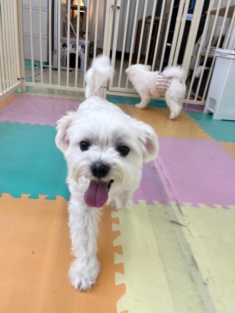 むぎちゃん🐶
ニコペットにいる子達に遊びに誘われていたりして大人気だったむぎちゃんでした😊
🐾🐶愛犬のお悩みご相談ください🐶🐾
@kenkohmura_official
 ↑フォロー待ってます↑

〒955-0091 新潟県三条市上須頃大割４２８−１
☎︎ 0256-35-2571
✉️ info@kenkohmura.jp
HP: https://kenkohmura.jp
LINE: https://lin.ee/7LIz5sb

#犬幸村#犬の幼稚園 #吠える噛む #犬のしつけ #トイレ
 マルチーズ マルチーズ可愛い マルチーズ大好き