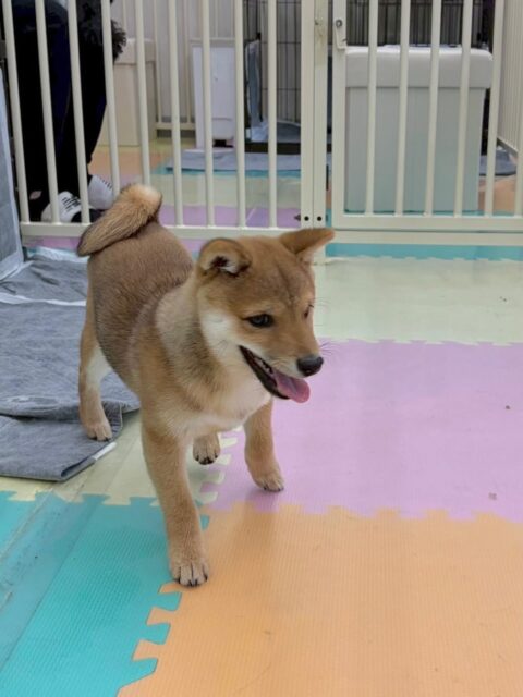 本日幼稚園体験に来てくれました🐶
最初からかなりいろんな子達と走り回ったり、みんなでワンプロをできたりと本当に初めて!?と思うほどいろんな子達と触れ合い、お友達もできていました👏
またいつでもご気軽にお越しください‼️
🐾🐶愛犬のお悩みご相談ください🐶🐾
@kenkohmura_official
↑フォロー待ってます↑
〒955-0091 新潟県三条市上須頃大割428−1
☎︎ 0256-35-2571
✉️ info@kenkohmura.jp
HP: https://kenkohmura.jp
LINE: https://lin.ee/7LIz5sb
#犬幸村#犬の幼稚園 #吠える、噛む #犬のしつけ #トイレ
豆柴豆柴可愛い豆柴大好き豆柴倶楽部豆柴可愛いすぎる