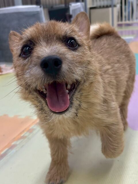 本日の鶴丸🐶
本日はつむぎちゃんが気になるのかかなりアピールをしたり、匂いを嗅ぎ合ったりして挨拶をしたりしていました👍
🐾🐶愛犬のお悩みご相談ください🐶🐾
@kenkohmura_official
↑フォロー待ってます↑
〒955-0091 新潟県三条市上須頃大割428−1
☎︎ 0256-35-2571
✉️ info@kenkohmura.jp
HP: https://kenkohmura.jp
LINE: https://lin.ee/7LIz5sb
#犬幸村#犬の幼稚園 #吠える、噛む #犬のしつけ #トイレ
ノーリッチテリアノーリッチテリア可愛いノーリッチテリア大好きノーリッチテリア倶楽部
