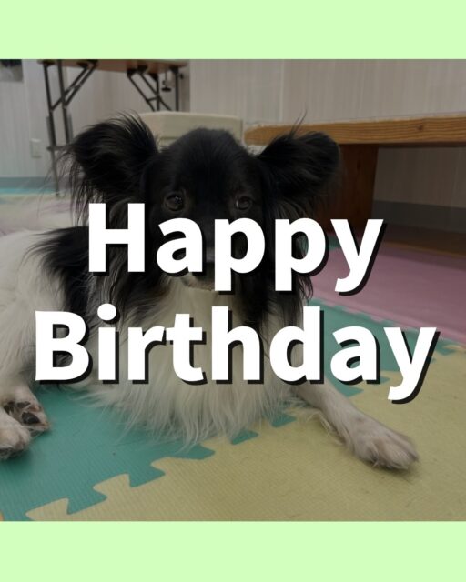リラちゃん🐶
お誕生日おめでとうございます🎂👏🏻
大好きなマロンちゃんに会えてとても嬉しそうでした☺️
2匹でくっついてたり遊んでいました！！
⁡
歯磨きトレーニング開始して1年2ヶ月経過しました🦷🪥✨
上手に歯磨きさせてくれています！これからも頑張りましょう！
🐾🐶愛犬のお悩みご相談ください🐶🐾
@kenkohmura_official
 ↑フォロー待ってます↑

〒955-0091 新潟県三条市上須頃大割４２８−１
☎︎ 0256-35-2571
✉️ info@kenkohmura.jp
HP: https://kenkohmura.jp
LINE: https://lin.ee/7LIz5sb

#犬幸村#犬の幼稚園 #吠える噛む #犬のしつけ #トイレ
 ミックス犬 ミックス犬大好き ミックス犬可愛い