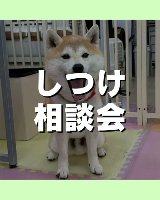 しつけ相談会🐶
本日もたくさんの方にご参加いただきました😆
次回の開催は6/21(日)です😆
こんなお悩みありませんか?
吠え癖が気になる
愛犬の甘噛みが痛い、怖い、嫌っ!
お気軽にお問い合わせください💁
🐾🐶愛犬のお悩みご相談ください🐶🐾
@kenkohmura_official
↑フォロー待ってます↑
〒955-0091 新潟県三条市上須頃大割428−1
☎︎ 0256-35-2571
✉️ info@kenkohmura.jp
HP: https://kenkohmura.jp
LINE: https://lin.ee/7LIz5sb
#犬幸村#犬の幼稚園 #吠える、噛む #犬のしつけ #トイレ