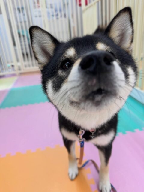 つむぎちゃん🐶
本日は鶴丸とかなり距離が近くなってもあまり怒ったり、口が出たりせずに我慢したり、自分から匂いを嗅ぎに行ったりもできていて非常に良かったです👍
🐾🐶愛犬のお悩みご相談ください🐶🐾
@kenkohmura_official
↑フォロー待ってます↑
〒955-0091 新潟県三条市上須頃大割428−1
☎︎ 0256-35-2571
✉️ info@kenkohmura.jp
HP: https://kenkohmura.jp
LINE: https://lin.ee/7LIz5sb
#犬幸村#犬の幼稚園 #吠える、噛む #犬のしつけ #トイレ
柴犬柴犬可愛い柴犬大好き柴犬倶楽部