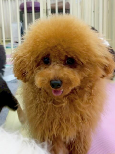 ププちゃん🐶
今日はモカちゃんやお店の子犬ちゃん達とプロレスごっこをしたり、追いかけっこをしたりして楽しそうでした😆
足周りやお顔を少しカットして過ごしやすくなりましたね✨
🐾🐶愛犬のお悩みご相談ください🐶🐾
@kenkohmura_official
↑フォロー待ってます↑
〒955-0091 新潟県三条市上須頃大割428−1
☎︎ 0256-35-2571
✉️ info@kenkohmura.jp
HP: https://kenkohmura.jp
LINE: https://lin.ee/7LIz5sb
#犬幸村#犬の幼稚園 #吠える、噛む #犬のしつけ #トイレ
トイプードル トイプー といぷー