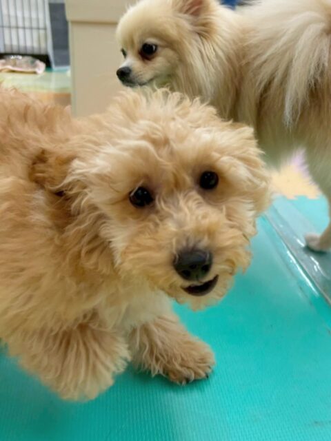 初来園のはなちゃん🐶
今日はお店の小さい子達と追いかけっこをして楽しそうに遊んでいました😊
とても友好的で積極的に挨拶や遊びに誘ったりしていました👏
🐾🐶愛犬のお悩みご相談ください🐶🐾
@kenkohmura_official
↑フォロー待ってます↑
〒955-0091 新潟県三条市上須頃大割428−1
☎︎ 0256-35-2571
✉️ info@kenkohmura.jp
HP: https://kenkohmura.jp
LINE: https://lin.ee/7LIz5sb
#犬幸村#犬の幼稚園 #吠える、噛む #犬のしつけ #トイレ
ミックス犬 mix犬 ミックス犬だいすき