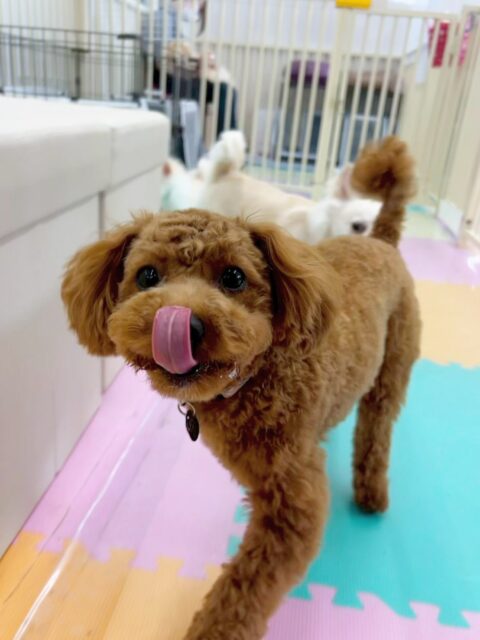モカちゃん🐶
今日はお店のチワワちゃんと追いかけっこをしたり、マルちゃんやベルちゃんとプロレスごっこをしたりして楽しそうでした😊
椅子の上でリラックスしながらも遊び続けていました😆
🐾🐶愛犬のお悩みご相談ください🐶🐾
@kenkohmura_official
↑フォロー待ってます↑
〒955-0091 新潟県三条市上須頃大割428−1
☎︎ 0256-35-2571
✉️ info@kenkohmura.jp
HP: https://kenkohmura.jp
LINE: https://lin.ee/7LIz5sb
#犬幸村#犬の幼稚園 #吠える、噛む #犬のしつけ #トイレ
トイプードル トイプー といぷー