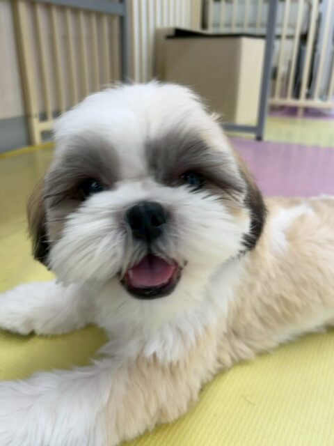 まるちゃん🐶
本日は顔まわりのカットを非常に頑張ってくれてさらにキュートになりました😍
園内ではベルちゃんやププちゃん、ぽん太達と走り回ったりして非常に楽しそうに過ごしていました👍
🐾🐶愛犬のお悩みご相談ください🐶🐾
@kenkohmura_official
↑フォロー待ってます↑
〒955-0091 新潟県三条市上須頃大割428−1
☎︎ 0256-35-2571
✉️ info@kenkohmura.jp
HP: https://kenkohmura.jp
LINE: https://lin.ee/7LIz5sb
#犬幸村#犬の幼稚園 #吠える、噛む #犬のしつけ #トイレ
ミックスミックス犬ミックス犬可愛いミックス犬大好きミックス犬倶楽部
