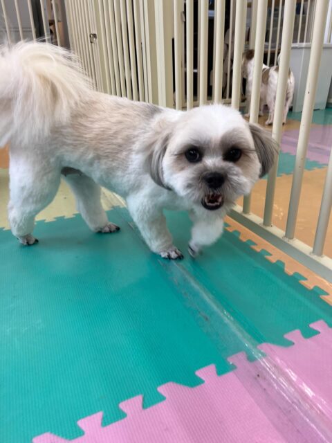 ゆずちゃん🐶
はにちゃんやニコペットにいる子達と仲良く楽しそうに遊んでいました🎶
お手入れやカットも頑張っていました✂️
🐾🐶愛犬のお悩みご相談ください🐶🐾
@kenkohmura_official
 ↑フォロー待ってます↑

〒955-0091 新潟県三条市上須頃大割４２８−１
☎︎ 0256-35-2571
✉️ info@kenkohmura.jp
HP: https://kenkohmura.jp
LINE: https://lin.ee/7LIz5sb

#犬幸村#犬の幼稚園 #吠える噛む #犬のしつけ #トイレ
 ミックス犬 ミックス犬可愛い ミックス犬大好き