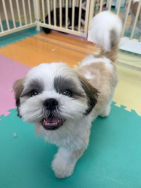 マルちゃん🐶
ゆずちゃんが気に入ったみたいで後ろに着いて歩いたり遊んだりしていました☺️
ニコペットにいる子達とも楽しそうに遊んだりしていました✨
🐾🐶愛犬のお悩みご相談ください🐶🐾
@kenkohmura_official
 ↑フォロー待ってます↑

〒955-0091 新潟県三条市上須頃大割４２８−１
☎︎ 0256-35-2571
✉️ info@kenkohmura.jp
HP: https://kenkohmura.jp
LINE: https://lin.ee/7LIz5sb

#犬幸村#犬の幼稚園 #吠える噛む #犬のしつけ #トイレ
 シーズー シーズー可愛い シーズー大好き