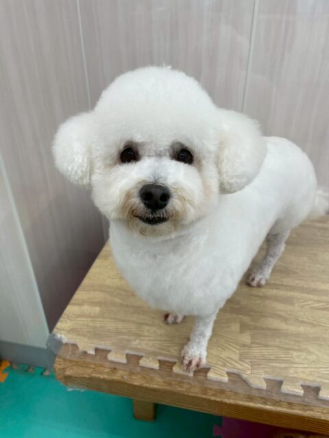 よもぎちゃん🐶
本日はやん丸にあいさつをしたり、ニコペットのちびっ子達やぽん太にちょっかいを出されたりしてブチギレたりしていました🤣
🐾🐶愛犬のお悩みご相談ください🐶🐾
@kenkohmura_official
↑フォロー待ってます↑
〒955-0091 新潟県三条市上須頃大割428−1
☎︎ 0256-35-2571
✉️ info@kenkohmura.jp
HP: https://kenkohmura.jp
LINE: https://lin.ee/7LIz5sb
#犬幸村#犬の幼稚園 #吠える、噛む #犬のしつけ #トイレ
ミックスミックス犬ミックス犬可愛いミックス犬大好き