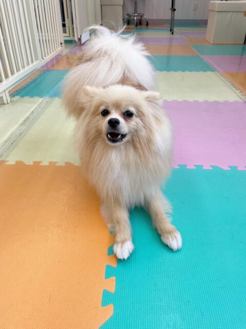 ベルちゃん🐶
今日はお店の小さい子達やモカちゃんと追いかけっこをしたりして楽しそうでした😊
身体の大きなお店のスタンダードプードルちゃんとも上手に遊んでいました👏
🐾🐶愛犬のお悩みご相談ください🐶🐾
@kenkohmura_official
↑フォロー待ってます↑
〒955-0091 新潟県三条市上須頃大割428−1
☎︎ 0256-35-2571
✉️ info@kenkohmura.jp
HP: https://kenkohmura.jp
LINE: https://lin.ee/7LIz5sb
#犬幸村#犬の幼稚園 #吠える、噛む #犬のしつけ #トイレ
ポメラニアン ポメ ぽめ