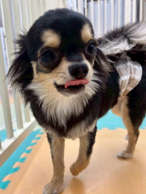 きりまるちゃん&まろちゃん🐶
本日は午前中かなりテンションが高く、走り回ったり、激しいワンプロを仕掛けあったりして楽しんでくれていました👍
午後からは疲れたのかスタッフの膝の上でお休みタイム‼️寝顔も可愛いすぎました😍
🐾🐶愛犬のお悩みご相談ください🐶🐾
@kenkohmura_official
↑フォロー待ってます↑
〒955-0091 新潟県三条市上須頃大割428−1
☎︎ 0256-35-2571
✉️ info@kenkohmura.jp
HP: https://kenkohmura.jp
LINE: https://lin.ee/7LIz5sb
#犬幸村#犬の幼稚園 #吠える、噛む #犬のしつけ #トイレ
チワワチワワ可愛いチワワ大好きチワワ倶楽部