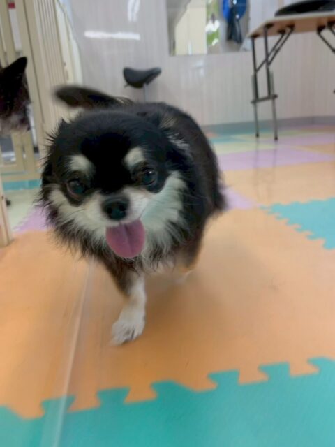 こまめちゃん＆カプチーノちゃん🐶
本日こまめちゃんはスタッフやボランティアの方に甘えん坊さんでたくさんかまってアピールをしていました🤭

カプチーノちゃんはまろちゃんにたくさんかまって攻撃をされていました🤭カプチーノちゃんも匂いを嗅いだり挨拶などできていたのでよかったです👍

🐾🐶愛犬のお悩みご相談ください🐶🐾
@kenkohmura_official
 ↑フォロー待ってます↑

〒955-0091 新潟県三条市上須頃大割４２８−１
☎︎ 0256-35-2571
✉️ info@kenkohmura.jp
HP: https://kenkohmura.jp
LINE: https://lin.ee/7LIz5sb

#犬幸村#犬の幼稚園 #吠える、噛む #犬のしつけ #トイレ
チワワチワワ可愛いチワワ大好きチワワ倶楽部チワワ可愛いすぎる