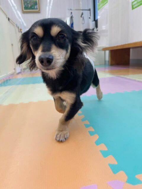 はにちゃん🐶
ゆずちゃんと遊んだり、マルちゃんに遊びに誘われていたりしていました😆
しつこいと叱ったりしていました！
🐾🐶愛犬のお悩みご相談ください🐶🐾
@kenkohmura_official
 ↑フォロー待ってます↑

〒955-0091 新潟県三条市上須頃大割４２８−１
☎︎ 0256-35-2571
✉️ info@kenkohmura.jp
HP: https://kenkohmura.jp
LINE: https://lin.ee/7LIz5sb

#犬幸村#犬の幼稚園 #吠える噛む #犬のしつけ #トイレ
 ミックス犬 ミックス犬大好き ミックス犬可愛い