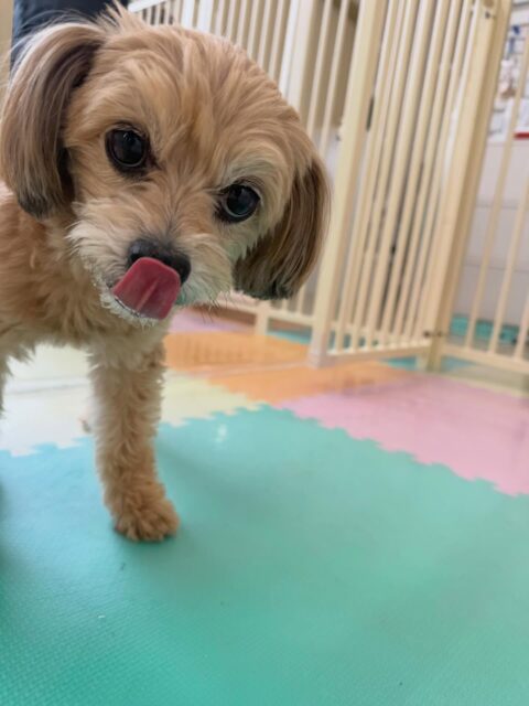 幼稚園体験に来てくれました🐶
最初はかなり周りを警戒したり、スタッフやボランティアの方を警戒していましたがだんだん距離が近くなって来て最終的には自分から抱っこをさせてくれました👍
1時間くらいでしたがかなり成長を感じました👏
🐾🐶愛犬のお悩みご相談ください🐶🐾
@kenkohmura_official
↑フォロー待ってます↑
〒955-0091 新潟県三条市上須頃大割428−1
☎︎ 0256-35-2571
✉️ info@kenkohmura.jp
HP: https://kenkohmura.jp
LINE: https://lin.ee/7LIz5sb
#犬幸村#犬の幼稚園 #吠える、噛む #犬のしつけ #トイレ
ミックスミックス犬ミックス犬可愛いミックス犬大好きミックス犬倶楽部
