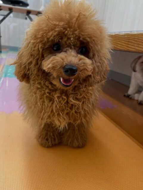 ププちゃん🐶
ニコペットにいる子達やゆずちゃんと仲良く遊んでいました😄
歯磨きトレーニング開始して6ヶ月経過しました🦷🪥✨
これからも白い歯を維持していきましょう！！
🐾🐶愛犬のお悩みご相談ください🐶🐾
@kenkohmura_official
 ↑フォロー待ってます↑

〒955-0091 新潟県三条市上須頃大割４２８−１
☎︎ 0256-35-2571
✉️ info@kenkohmura.jp
HP: https://kenkohmura.jp
LINE: https://lin.ee/7LIz5sb

#犬幸村#犬の幼稚園 #吠える噛む #犬のしつけ #トイレ
 トイプードル トイプードル可愛い トイプードル大好き