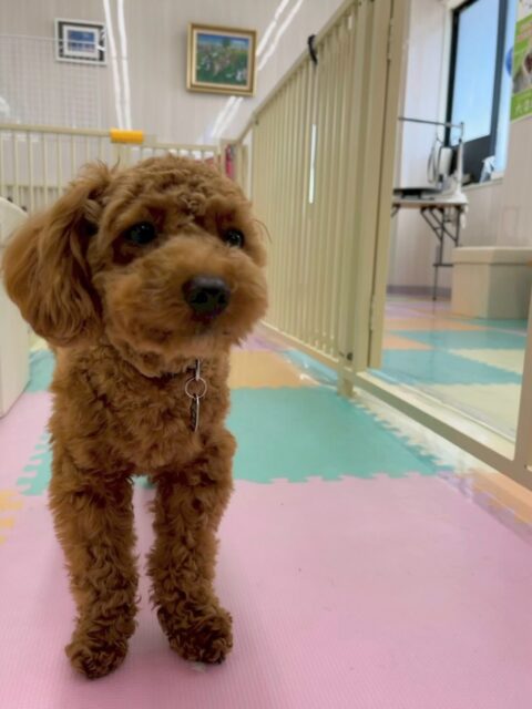 モカちゃん🐶
本日は仲良しのププちゃんやニコペットのチワワちゃん達と走り回ったり、遊びの駆け引きを楽しんだりして過ごしていました👍

🐾🐶愛犬のお悩みご相談ください🐶🐾
@kenkohmura_official
 ↑フォロー待ってます↑

〒955-0091 新潟県三条市上須頃大割４２８−１
☎︎ 0256-35-2571
✉️ info@kenkohmura.jp
HP: https://kenkohmura.jp
LINE: https://lin.ee/7LIz5sb

#犬幸村#犬の幼稚園 #吠える、噛む #犬のしつけ #トイレ
トイプートイプー可愛いトイプー大好きトイプー倶楽部トイプー可愛いすぎる