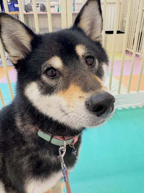 つむぎちゃん🐶
本日はスタッフが近づいてもあまり警戒せずに匂いを嗅いだりしてくれて可愛いすぎました😍

園内では鶴丸に自分から挨拶をしたり、匂いを嗅いでみたりしてチャレンジして頑張ってくれていました👍

🐾🐶愛犬のお悩みご相談ください🐶🐾
@kenkohmura_official
 ↑フォロー待ってます↑

〒955-0091 新潟県三条市上須頃大割４２８−１
☎︎ 0256-35-2571
✉️ info@kenkohmura.jp
HP: https://kenkohmura.jp
LINE: https://lin.ee/7LIz5sb

#犬幸村#犬の幼稚園 #吠える、噛む #犬のしつけ #トイレ
柴犬柴犬可愛い柴犬大好き柴犬倶楽部柴犬可愛いすぎる