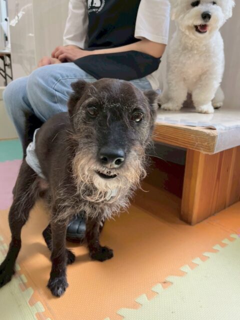 小乃輔ちゃん🐶
本日はピピちゃんや大吉ちゃん、ぽん太達のビション組と走り回ったり、みんなでワンプロを仕掛けあったりしたりして楽しんでいました🤭

🐾🐶愛犬のお悩みご相談ください🐶🐾
@kenkohmura_official
 ↑フォロー待ってます↑

〒955-0091 新潟県三条市上須頃大割４２８−１
☎︎ 0256-35-2571
✉️ info@kenkohmura.jp
HP: https://kenkohmura.jp
LINE: https://lin.ee/7LIz5sb

#犬幸村#犬の幼稚園 #吠える、噛む #犬のしつけ #トイレ
ミックスミックス犬ミックス犬可愛いミックス犬大好きミックス犬倶楽部