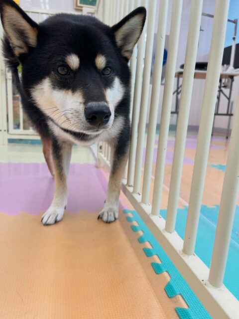 北斗ちゃん🐶
つむぎちゃんと激しくおしゃべりしたり、やん丸と仲良くくっついてのんびり過ごしていました☺️
服のトレーニングでは上手にやらせてくれていました👏
🐾🐶愛犬のお悩みご相談ください🐶🐾
@kenkohmura_official
 ↑フォロー待ってます↑

〒955-0091 新潟県三条市上須頃大割４２８−１
☎︎ 0256-35-2571
✉️ info@kenkohmura.jp
HP: https://kenkohmura.jp
LINE: https://lin.ee/7LIz5sb

#犬幸村#犬の幼稚園 #吠える噛む #犬のしつけ #トイレ
 黒柴 黒柴大好き 黒柴可愛い