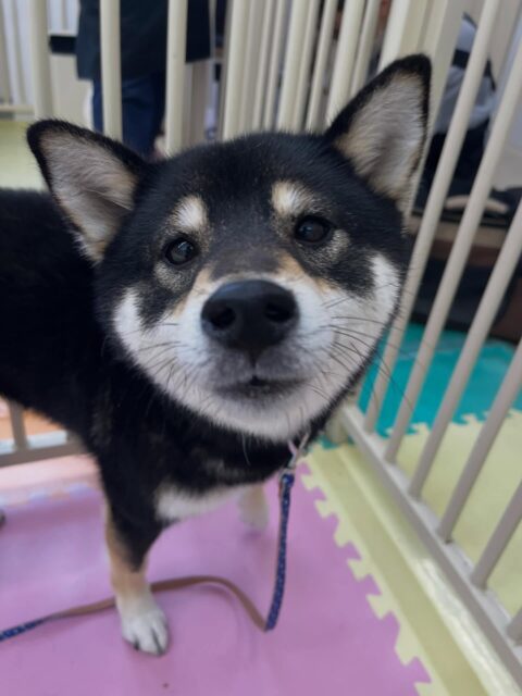 つむぎちゃん🐶
北斗ちゃんとおしゃべりしたり、午後からは上手に挨拶できていたりしていました✨
🐾🐶愛犬のお悩みご相談ください🐶🐾
@kenkohmura_official
 ↑フォロー待ってます↑

〒955-0091 新潟県三条市上須頃大割４２８−１
☎︎ 0256-35-2571
✉️ info@kenkohmura.jp
HP: https://kenkohmura.jp
LINE: https://lin.ee/7LIz5sb

#犬幸村#犬の幼稚園 #吠える噛む #犬のしつけ #トイレ
 黒柴 黒柴大好き 黒柴可愛い
