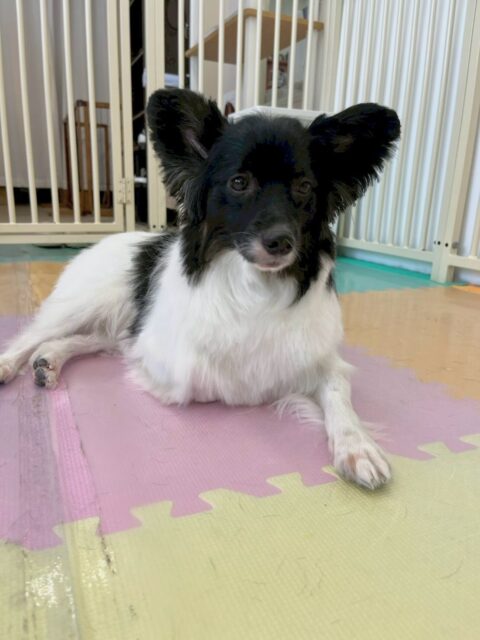 リラちゃん🐶
本日はスッキリカットでイメージチェンジ‼️非常にスッキリ可愛いくなりました😍

園内では神威ちゃんやマロンちゃん、まろちゃん達と走り回ったり、遊びを仕掛けあったりして楽しんで過ごしていました👍

🐾🐶愛犬のお悩みご相談ください🐶🐾
@kenkohmura_official
 ↑フォロー待ってます↑

〒955-0091 新潟県三条市上須頃大割４２８−１
☎︎ 0256-35-2571
✉️ info@kenkohmura.jp
HP: https://kenkohmura.jp
LINE: https://lin.ee/7LIz5sb

#犬幸村#犬の幼稚園 #吠える、噛む #犬のしつけ #トイレ
ミックスミックス犬ミックス犬可愛いミックス犬大好きミックス犬倶楽部