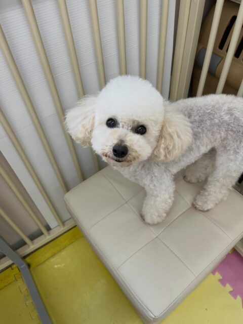 こむぎちゃん🐶
はにちゃんと挨拶したり、マルちゃんに遊びに誘われていてしつこいと叱ったりしていました☺️
🐾🐶愛犬のお悩みご相談ください🐶🐾
@kenkohmura_official
 ↑フォロー待ってます↑

〒955-0091 新潟県三条市上須頃大割４２８−１
☎︎ 0256-35-2571
✉️ info@kenkohmura.jp
HP: https://kenkohmura.jp
LINE: https://lin.ee/7LIz5sb

#犬幸村#犬の幼稚園 #吠える噛む #犬のしつけ #トイレ
  トイプードル トイプードル大好き トイプードル可愛い