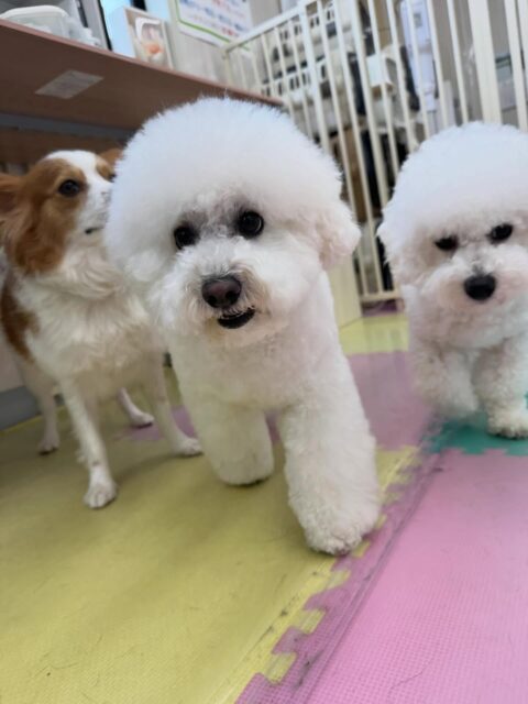 ピピちゃん🐶
本日は大吉ちゃんとぽん太のチームビションで一緒に歩き回ったり、並んでスタッフの膝の上にいたりして可愛いすぎました🤭

🐾🐶愛犬のお悩みご相談ください🐶🐾
@kenkohmura_official
 ↑フォロー待ってます↑

〒955-0091 新潟県三条市上須頃大割４２８−１
☎︎ 0256-35-2571
✉️ info@kenkohmura.jp
HP: https://kenkohmura.jp
LINE: https://lin.ee/7LIz5sb

#犬幸村#犬の幼稚園 #吠える、噛む #犬のしつけ #トイレ
ビションビション可愛いビションビション倶楽部