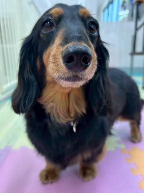 クッキーちゃん🐶
マルちゃんに遊びに誘われていたりスタッフに撫でられるとお腹出していたりしていました😆
🐾🐶愛犬のお悩みご相談ください🐶🐾
@kenkohmura_official
 ↑フォロー待ってます↑

〒955-0091 新潟県三条市上須頃大割４２８−１
☎︎ 0256-35-2571
✉️ info@kenkohmura.jp
HP: https://kenkohmura.jp
LINE: https://lin.ee/7LIz5sb

#犬幸村#犬の幼稚園 #吠える噛む #犬のしつけ #トイレ
 ミニチュアダックスフンド ミニチュアダックスフンド可愛い ミニチュアダックスフンド大好き