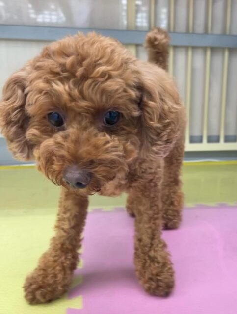 もこちゃん🐶
ニコペットにいるチワワちゃんに遊び誘われるとおしゃべりしていたり、スタッフに撫でて〜とあまえていました😊
🐾🐶愛犬のお悩みご相談ください🐶🐾
@kenkohmura_official
 ↑フォロー待ってます↑

〒955-0091 新潟県三条市上須頃大割４２８−１
☎︎ 0256-35-2571
✉️ info@kenkohmura.jp
HP: https://kenkohmura.jp
LINE: https://lin.ee/7LIz5sb

#犬幸村#犬の幼稚園 #吠える噛む #犬のしつけ #トイレ
 トイプードル トイプードル可愛い トイプードル大好き