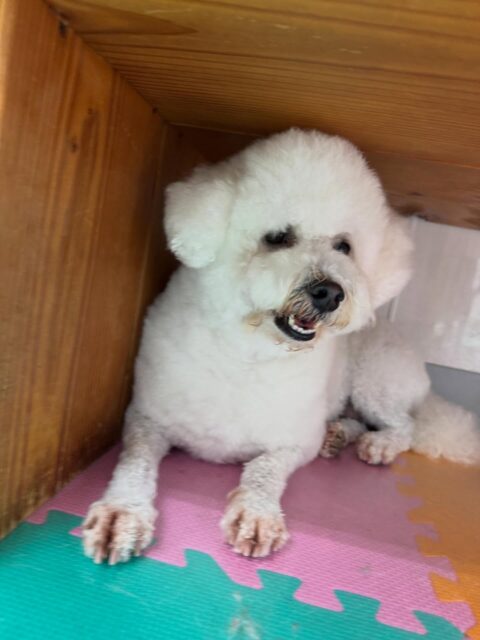よもぎちゃん🐶
本日は鶴丸をやん丸と勘違いしたのかお腹を出したり、挨拶をしたりしていましたが、匂いを嗅いで間違えた‼️と気づいたようでした🤣

園内ではニコペットのちびっ子達にしつこくちょっかいを出されましたが怒ったりせずに優しい表情で歩き回ったりしていました🤭

🐾🐶愛犬のお悩みご相談ください🐶🐾
@kenkohmura_official
 ↑フォロー待ってます↑

〒955-0091 新潟県三条市上須頃大割４２８−１
☎︎ 0256-35-2571
✉️ info@kenkohmura.jp
HP: https://kenkohmura.jp
LINE: https://lin.ee/7LIz5sb

#犬幸村#犬の幼稚園 #吠える、噛む #犬のしつけ #トイレ
ミックスミックス犬ミックス犬可愛いミックス犬大好きミックス犬倶楽部