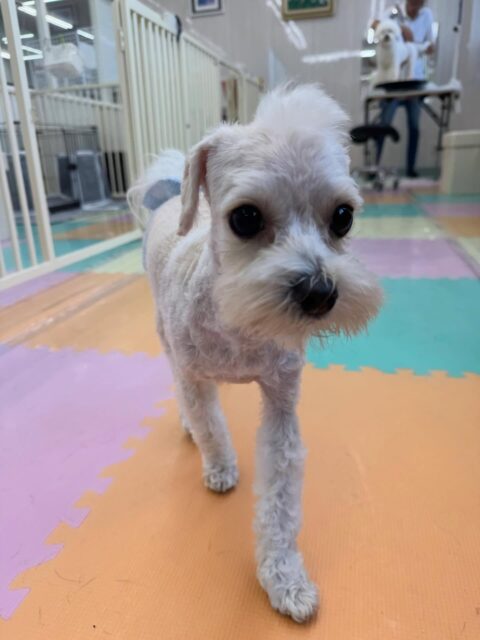 神威ちゃん🐶
本日はきりまるちゃんやププちゃん達と走り回ったり、ワンプロを仕掛けあったりして楽しんでいました🤭
午前中遊びすぎたのか夕方にはお休みモードでスタッフに甘えていました😍

🐾🐶愛犬のお悩みご相談ください🐶🐾
@kenkohmura_official
 ↑フォロー待ってます↑

〒955-0091 新潟県三条市上須頃大割４２８−１
☎︎ 0256-35-2571
✉️ info@kenkohmura.jp
HP: https://kenkohmura.jp
LINE: https://lin.ee/7LIz5sb

#犬幸村#犬の幼稚園 #吠える、噛む #犬のしつけ #トイレ
ミックスミックス犬ミックス犬可愛いミックス犬大好きミックス犬倶楽部