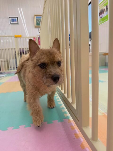 本日の鶴丸🐶
本日はつむぎちゃんに挨拶に行ってみたり、よもぎちゃんにやん丸に間違えられ、お腹を出してもらったりして過ごしていました🤣

🐾🐶愛犬のお悩みご相談ください🐶🐾
@kenkohmura_official
 ↑フォロー待ってます↑

〒955-0091 新潟県三条市上須頃大割４２８−１
☎︎ 0256-35-2571
✉️ info@kenkohmura.jp
HP: https://kenkohmura.jp
LINE: https://lin.ee/7LIz5sb

#犬幸村#犬の幼稚園 #吠える、噛む #犬のしつけ #トイレ
ノーリッチテリアノーリッチテリア可愛いノーリッチテリア大好きノーリッチテリア倶楽部