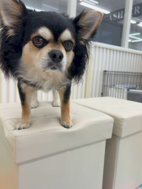 ゴロー丸ちゃん🐶
本日歯磨きトレーニングを開始して1年11ヶ月が経ちました
歯の状態は変わらずきちんとキープできているのでこの調子でキープを意識して頑張りましょう✊

お散歩トレーニングでは普段あまり面識のないスタッフの方にお散歩、抱っこをしてもらいました‼️怒ったり、唸ったりせずに上手に触ってもらっていました👍

🐾🐶愛犬のお悩みご相談ください🐶🐾
@kenkohmura_official
 ↑フォロー待ってます↑

〒955-0091 新潟県三条市上須頃大割４２８−１
☎︎ 0256-35-2571
✉️ info@kenkohmura.jp
HP: https://kenkohmura.jp
LINE: https://lin.ee/7LIz5sb

#犬幸村#犬の幼稚園 #吠える、噛む #犬のしつけ #トイレ
チワワチワワ可愛いチワワ大好きチワワ倶楽部チワワ可愛いすぎる