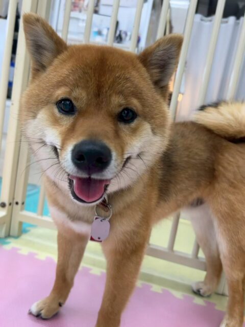 コロンちゃん🐶
本日歯磨きトレーニングを開始して1年8ヶ月が経ちました
大人の歯になってからも汚れがあまりついていないのでこのままキープを頑張りましょう✊
園内ではマルちゃんや、モカちゃん達と走り回ったり、ワンプロを仕掛けあったりして激しく遊んでいました🤭
🐾🐶愛犬のお悩みご相談ください🐶🐾
@kenkohmura_official
↑フォロー待ってます↑
〒955-0091 新潟県三条市上須頃大割428−1
☎︎ 0256-35-2571
✉️ info@kenkohmura.jp
HP: https://kenkohmura.jp
LINE: https://lin.ee/7LIz5sb
#犬幸村#犬の幼稚園 #吠える、噛む #犬のしつけ #トイレ
柴犬柴犬可愛い柴犬大好き柴犬倶楽部柴犬可愛いすぎる