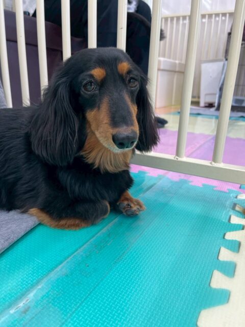 クッキーちゃん🐶
本日はニコペットのちびっ子達やププちゃん達にたくさんちょっかいをかけられていました🤭
ですが怒ったりせずに自分からも匂いをかいだり、挨拶を返したりしていてよかったです👍

🐾🐶愛犬のお悩みご相談ください🐶🐾
@kenkohmura_official
 ↑フォロー待ってます↑

〒955-0091 新潟県三条市上須頃大割４２８−１
☎︎ 0256-35-2571
✉️ info@kenkohmura.jp
HP: https://kenkohmura.jp
LINE: https://lin.ee/7LIz5sb

#犬幸村#犬の幼稚園 #吠える、噛む #犬のしつけ #トイレ
ダックスダックス可愛いダックス大好きダックス倶楽部