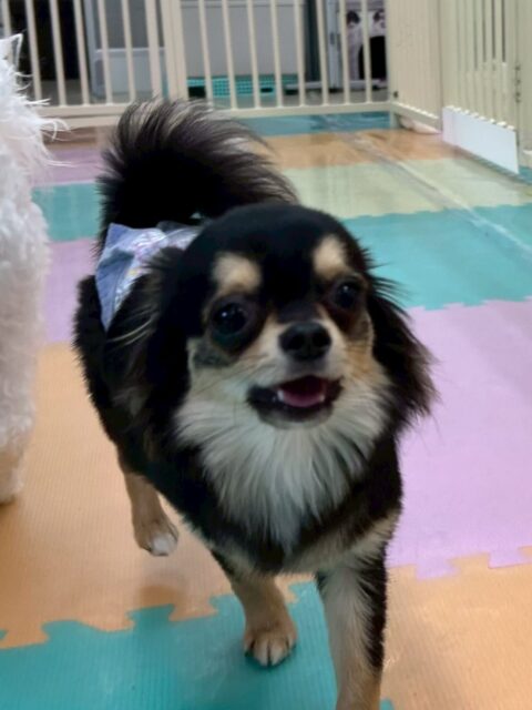 きりまるちゃん&まろちゃん🐶
本日は2頭ともかなり大暴れで楽しんでいた様子でした🤣
みんなと走り回ったり、まろちゃんはすごい表情でワンプロを楽しんだりしていました🤭
🐾🐶愛犬のお悩みご相談ください🐶🐾
@kenkohmura_official
↑フォロー待ってます↑
〒955-0091 新潟県三条市上須頃大割428−1
☎︎ 0256-35-2571
✉️ info@kenkohmura.jp
HP: https://kenkohmura.jp
LINE: https://lin.ee/7LIz5sb
#犬幸村#犬の幼稚園 #吠える、噛む #犬のしつけ #トイレ
チワワチワワ可愛いチワワ大好きチワワ倶楽部チワワ可愛いすぎる