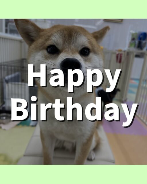 こまちゃん🐶
お誕生日おめでとうございます🎂👏🏻
お気に入りの椅子の上からジョージちゃんやきりまるちゃんとおしゃべりしていました😆
🐾🐶愛犬のお悩みご相談ください🐶🐾
@kenkohmura_official
 ↑フォロー待ってます↑

〒955-0091 新潟県三条市上須頃大割４２８−１
☎︎ 0256-35-2571
✉️ info@kenkohmura.jp
HP: https://kenkohmura.jp
LINE: https://lin.ee/7LIz5sb

#犬幸村#犬の幼稚園 #吠える噛む #犬のしつけ #トイレ
 柴犬 柴犬可愛い 柴犬大好き