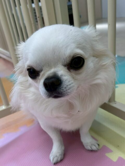 ビビちゃん🐶
本日はニコペットのちびっ子達やきりまるちゃんやマルちゃん、モカちゃん達にたくさんちょっかいを出されましたがあまり怒らずに自分から匂いを嗅ぎに行く時もあったのでよかったです👍
🐾🐶愛犬のお悩みご相談ください🐶🐾
@kenkohmura_official
↑フォロー待ってます↑
〒955-0091 新潟県三条市上須頃大割428−1
☎︎ 0256-35-2571
✉️ info@kenkohmura.jp
HP: https://kenkohmura.jp
LINE: https://lin.ee/7LIz5sb
#犬幸村#犬の幼稚園 #吠える、噛む #犬のしつけ #トイレ
チワワチワワ可愛いチワワ大好きチワワ倶楽部チワワ可愛いすぎる