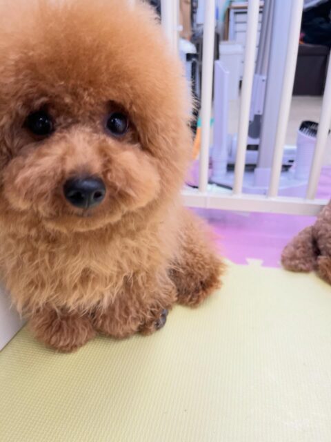 ププちゃん🐶
ロンちゃんと遊んだり、お互いの顔を舐めあったりしていました😆
お散歩トレーニングでは本日も楽しそうに歩いていました✨️
🐾🐶愛犬のお悩みご相談ください🐶🐾
@kenkohmura_official
 ↑フォロー待ってます↑

〒955-0091 新潟県三条市上須頃大割４２８−１
☎︎ 0256-35-2571
✉️ info@kenkohmura.jp
HP: https://kenkohmura.jp
LINE: https://lin.ee/7LIz5sb

#犬幸村#犬の幼稚園 #吠える噛む #犬のしつけ #トイレ
 トイプードル トイプードル大好き トイプードル可愛い