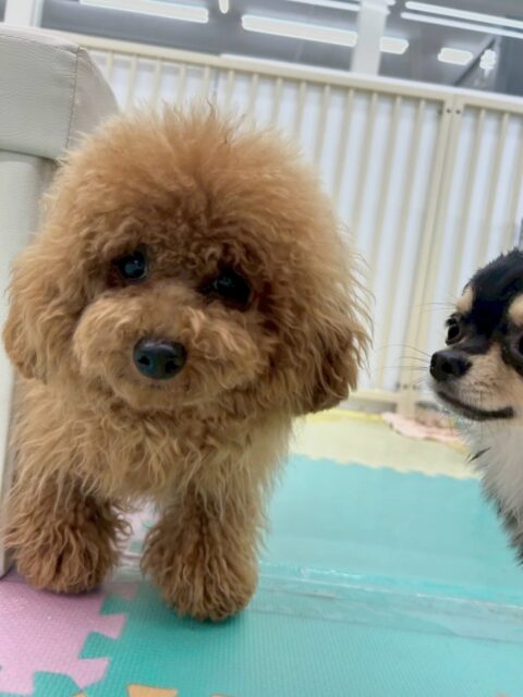 ププちゃん🐶
本日も大好きなきりまるちゃんとまろちゃん、モカちゃん達とワンプロをしたり、走り回ったりちょっかいを出し合って遊び回っていました🤣
🐾🐶愛犬のお悩みご相談ください🐶🐾
@kenkohmura_official
↑フォロー待ってます↑
〒955-0091 新潟県三条市上須頃大割428−1
☎︎ 0256-35-2571
✉️ info@kenkohmura.jp
HP: https://kenkohmura.jp
LINE: https://lin.ee/7LIz5sb
#犬幸村#犬の幼稚園 #吠える、噛む #犬のしつけ #トイレ
トイプートイプー可愛いトイプー大好きトイプー可愛いすぎる