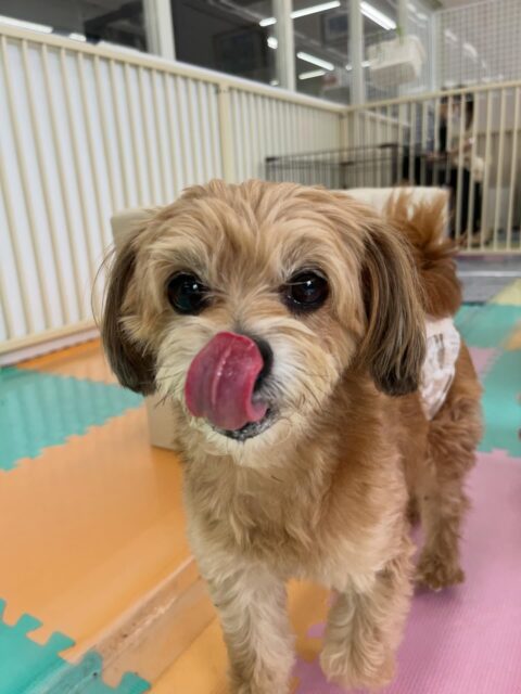 コジロウちゃん🐶
ニコペットにいる子達やもこちゃんの匂い嗅いだりしていました😊
お散歩トレーニングでは人の前を通過する時吠えたりせずに歩いていました！
🐾🐶愛犬のお悩みご相談ください🐶🐾
@kenkohmura_official
 ↑フォロー待ってます↑

〒955-0091 新潟県三条市上須頃大割４２８−１
☎︎ 0256-35-2571
✉️ info@kenkohmura.jp
HP: https://kenkohmura.jp
LINE: https://lin.ee/7LIz5sb

#犬幸村#犬の幼稚園 #吠える噛む #犬のしつけ #トイレ
 ミックス犬 ミックス犬可愛い ミックス犬大好き