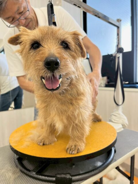 ゴローちゃん🐶
本日はピピちゃんや大吉ちゃん達のチームビションが気に入ったようで遊びを誘ったり、匂いを嗅いだりして興味津々でした🤭

🐾🐶愛犬のお悩みご相談ください🐶🐾
@kenkohmura_official
 ↑フォロー待ってます↑

〒955-0091 新潟県三条市上須頃大割４２８−１
☎︎ 0256-35-2571
✉️ info@kenkohmura.jp
HP: https://kenkohmura.jp
LINE: https://lin.ee/7LIz5sb

#犬幸村#犬の幼稚園 #吠える、噛む #犬のしつけ #トイレ
ノーフォークテリアノーフォークテリア可愛いノーフォークテリア大好きノーフォークテリア倶楽部