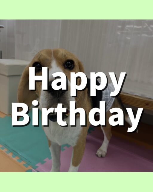 ジョージちゃん🐶
お誕生日おめでとうございます🎂👏🏻
ボランティアの方が気に入ったみたいで甘えたり、ププちゃんやきりまるちゃんと走り回って遊んでいました☺️
⁡
歯磨きトレーニング開始して8ヶ月経過しました🦷🪥✨
歯の白さこれからも維持していきましょう！
🐾🐶愛犬のお悩みご相談ください🐶🐾
@kenkohmura_official
 ↑フォロー待ってます↑

〒955-0091 新潟県三条市上須頃大割４２８−１
☎︎ 0256-35-2571
✉️ info@kenkohmura.jp
HP: https://kenkohmura.jp
LINE: https://lin.ee/7LIz5sb

#犬幸村#犬の幼稚園 #吠える噛む #犬のしつけ #トイレ
 ビーグル ビーグル可愛い ビーグル大好き