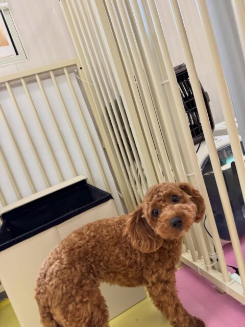 モカちゃん🐶
本日はまろちゃんやきりまるちゃん、ププちゃん達と走り回ったり、みんなで激しいワンプロを仕掛けあったりして楽しんでいました🤣
🐾🐶愛犬のお悩みご相談ください🐶🐾
@kenkohmura_official
↑フォロー待ってます↑
〒955-0091 新潟県三条市上須頃大割428−1
☎︎ 0256-35-2571
✉️ info@kenkohmura.jp
HP: https://kenkohmura.jp
LINE: https://lin.ee/7LIz5sb
#犬幸村#犬の幼稚園 #吠える、噛む #犬のしつけ #トイレ
トイプートイプー可愛いトイプー大好きトイプー倶楽部トイプー可愛いすぎる