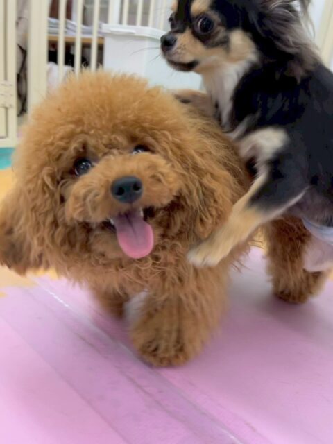 ププちゃん🐶
本日はきりまるちゃんやぽん太達と走り回ったり、みんなでワンプロを仕掛けあったりして非常に楽しそうに過ごしていました🤭

🐾🐶愛犬のお悩みご相談ください🐶🐾
@kenkohmura_official
 ↑フォロー待ってます↑

〒955-0091 新潟県三条市上須頃大割４２８−１
☎︎ 0256-35-2571
✉️ info@kenkohmura.jp
HP: https://kenkohmura.jp
LINE: https://lin.ee/7LIz5sb

#犬幸村#犬の幼稚園 #吠える、噛む #犬のしつけ #トイレ
トイプートイプー可愛いトイプー大好きトイプー倶楽部